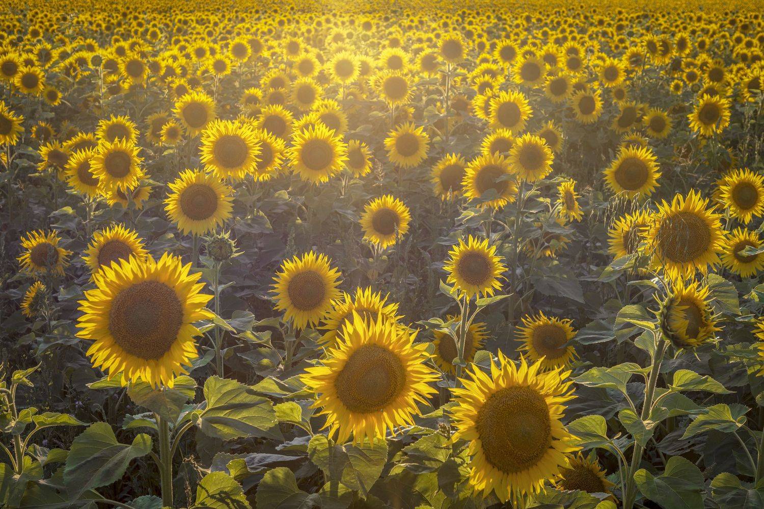 Тульская область, Гусева Елена