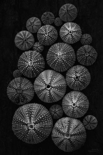 Морские ежи и папоротники