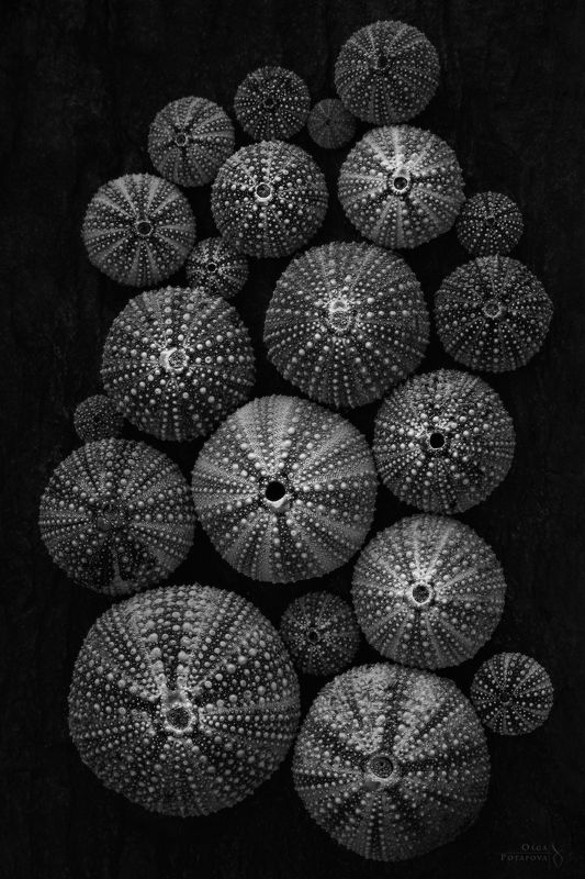 морские ежи, баренцево море, мурманская область, полуостров рыбачий, кольский полуостров, абстракция, арт, морские текстуры, папоротник, чб, лесные текстуры Морские ежи и папоротники фото превью