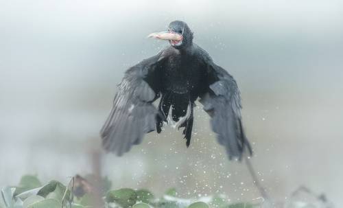Cormorant With Fish