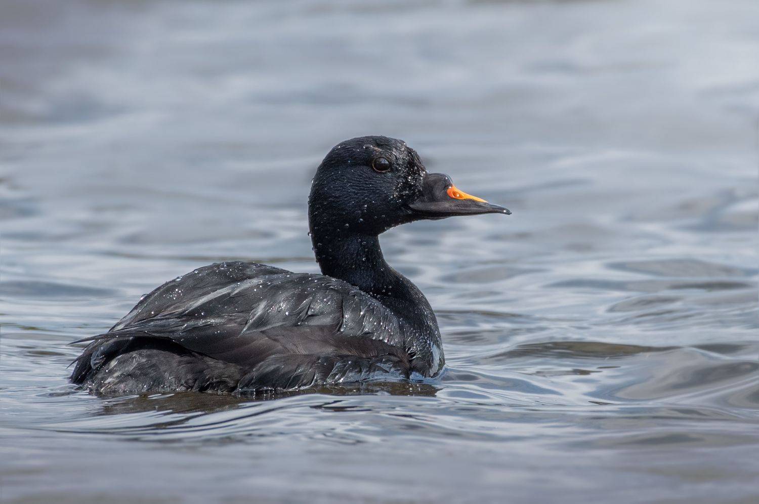 Синьга Melanitta nigra. Автор: Дарья , Дарья