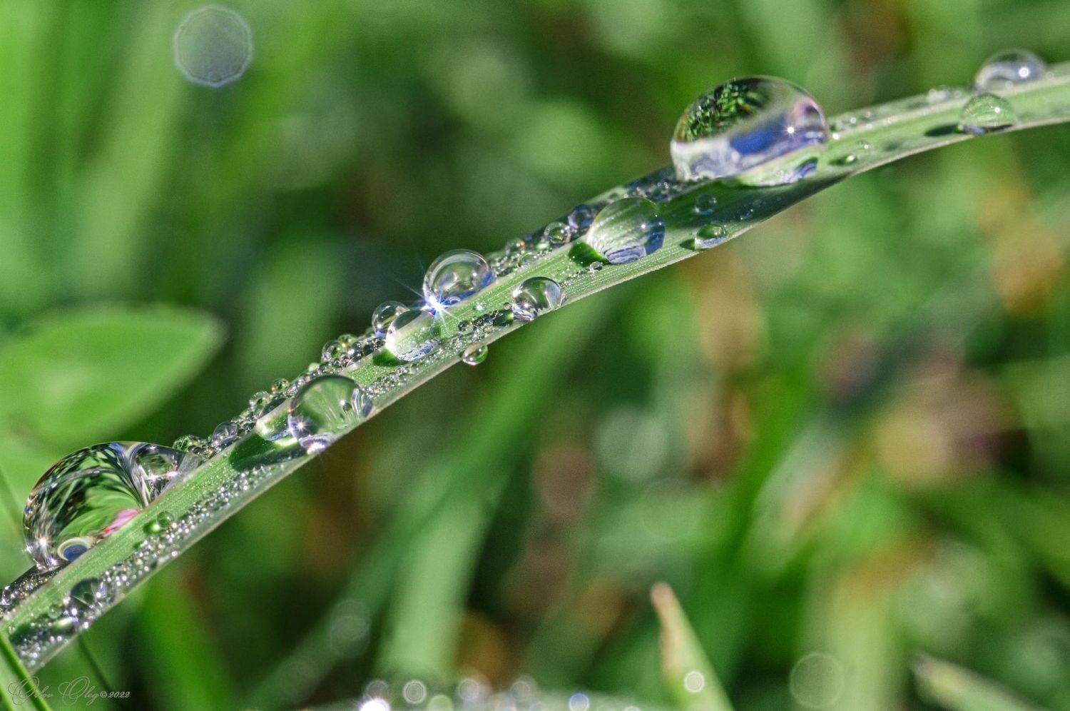 , Орлов Олег