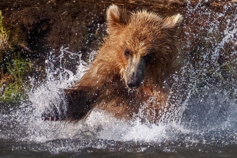 А рыбка где? фото превью