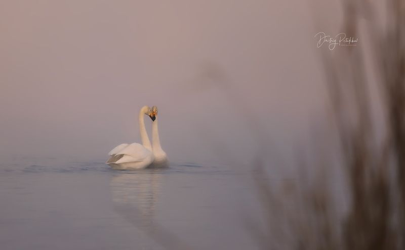 Лебеди  фото превью