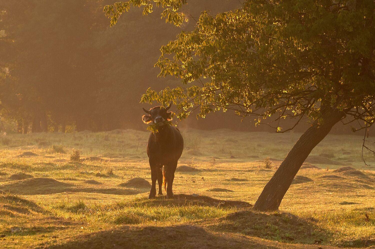 , Виталий Стрельцов