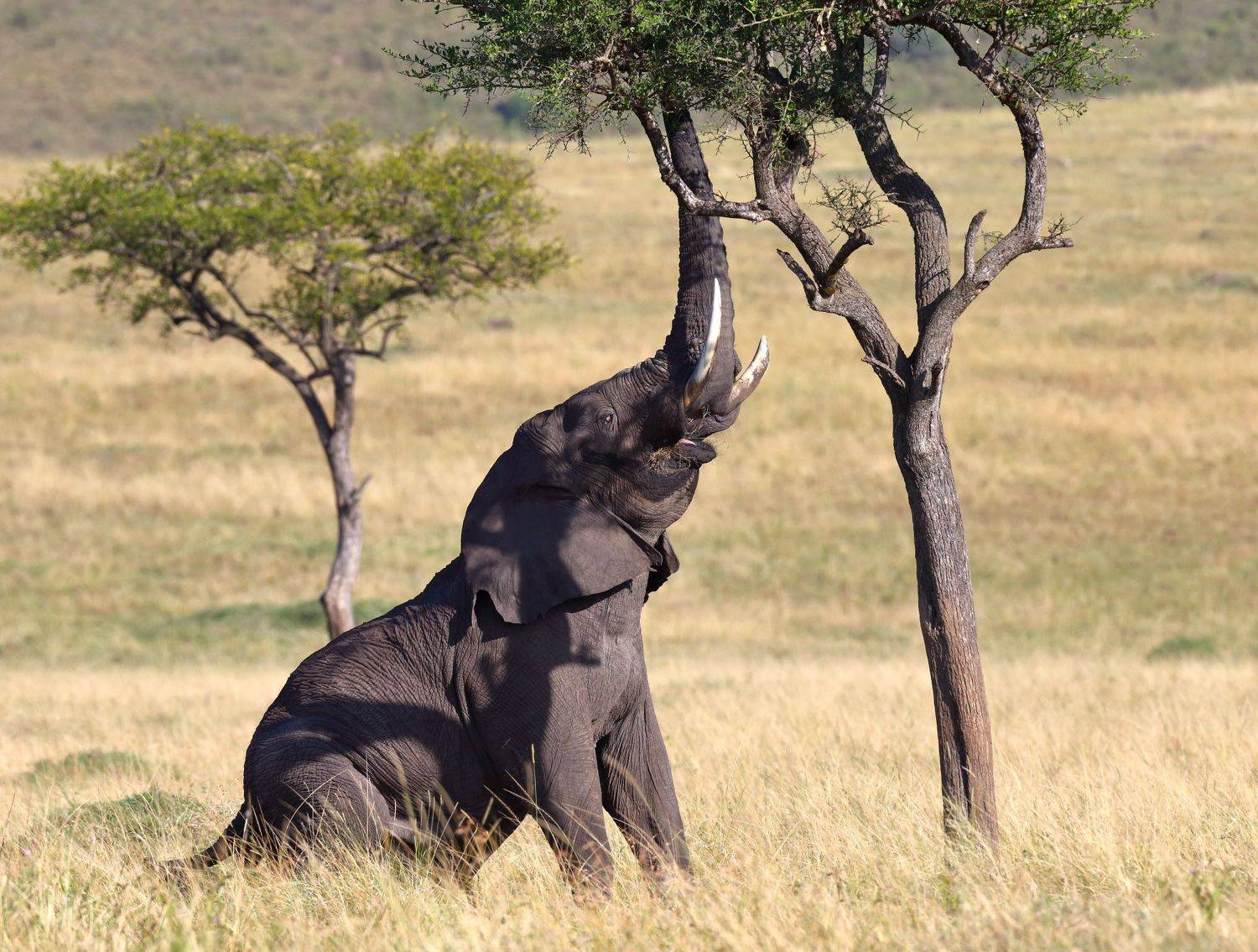 , Гудков Андрей