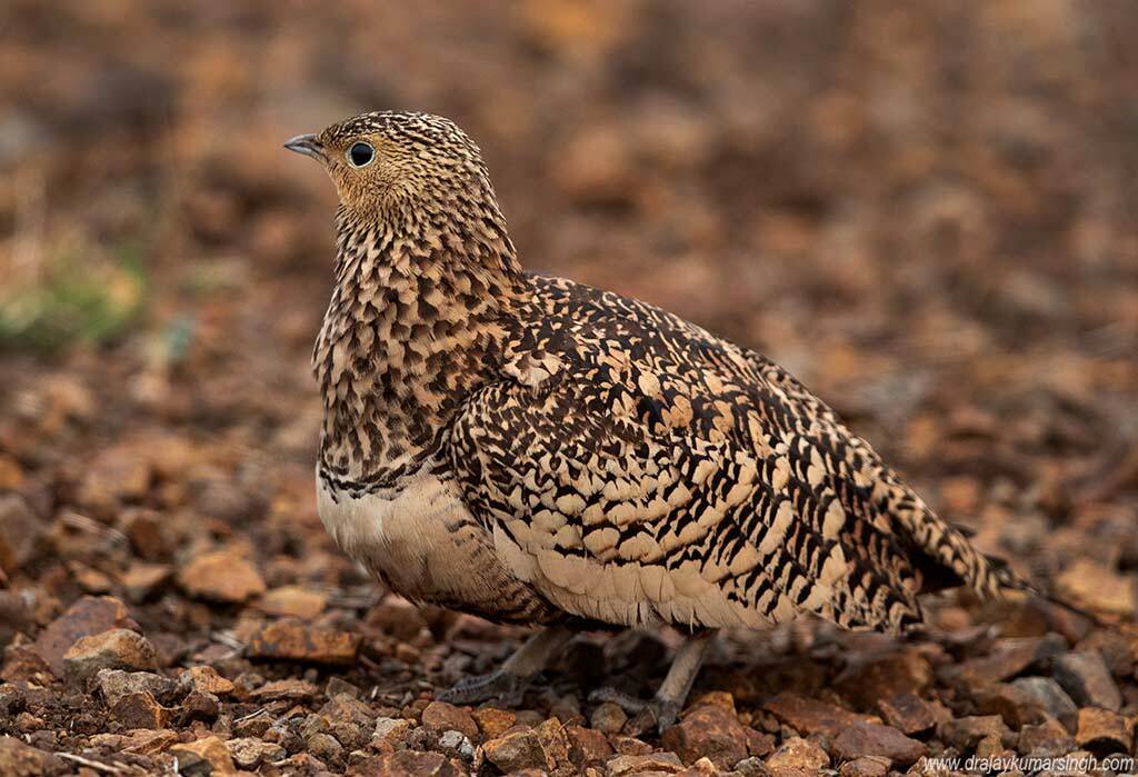 Chestnut-bellied sandgrouse, Dr Ajay Kumar Singh