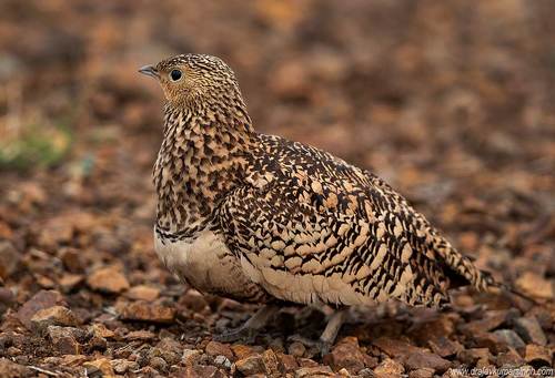 Chestnut-bellied sandgrouse
