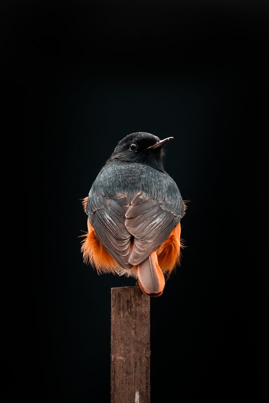 Black Redstart фото превью