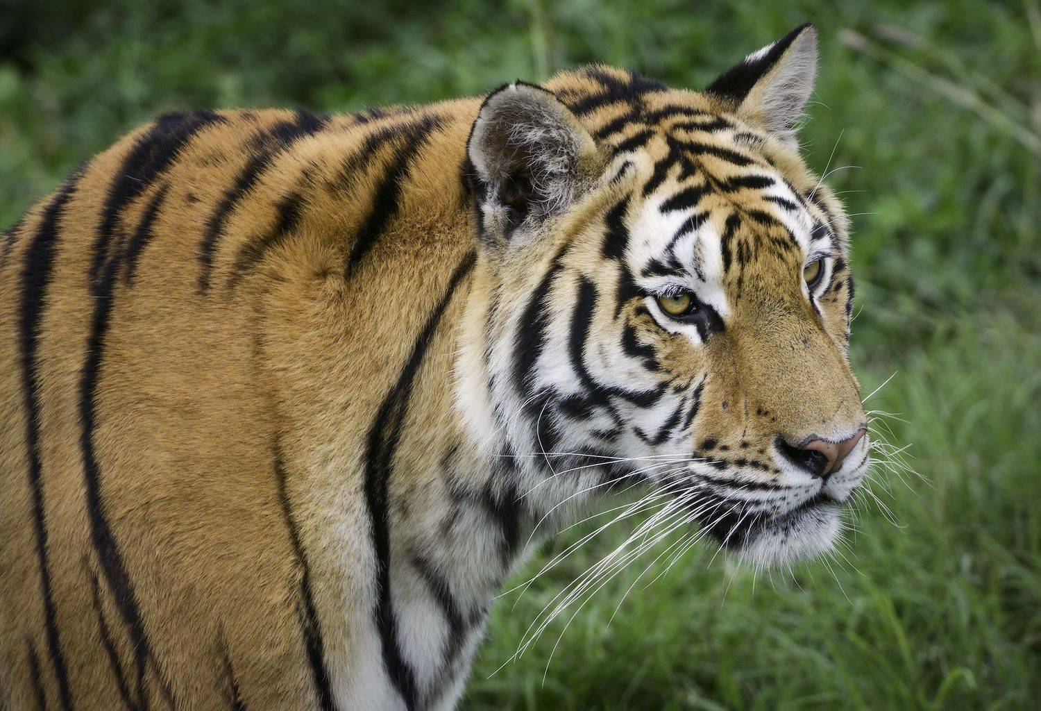 , Борис Пирог