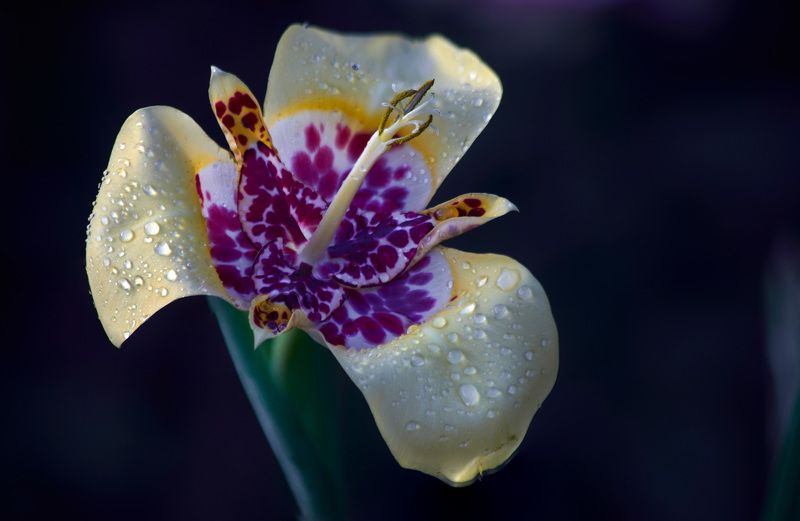 Уже 4-й год гостит у меня в саду  южноафриканская красавица - тигридия!  Я влюблен в этот цветок! По своей красоте и разнообразия окрасок он поспорит со многими орхидеями, а по простоте ухода с гладиолусами … Мой сад. Москва фото превью