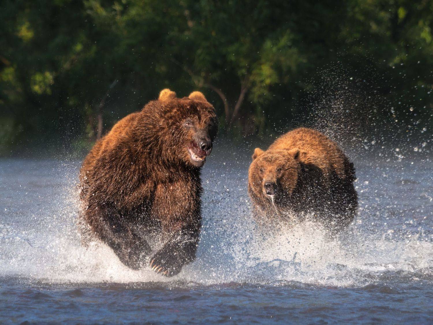 медведи, камчатка, Сергей Алещенко