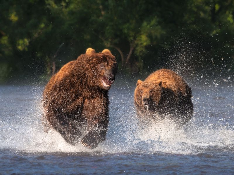 медведи, камчатка Погоня фото превью