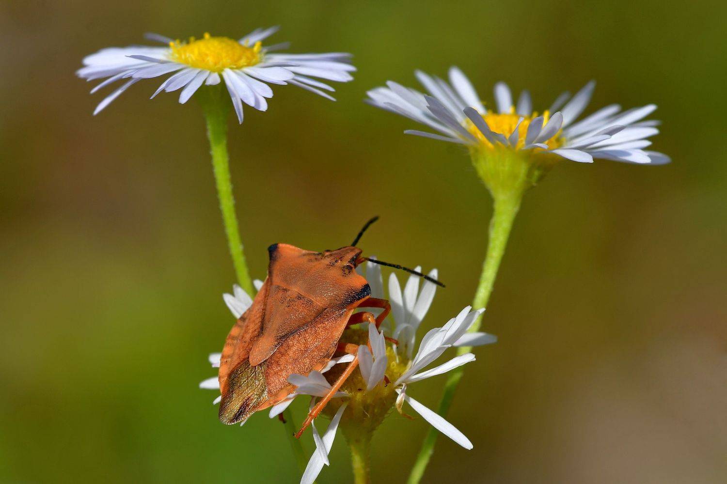 , Корнейчук Игорь