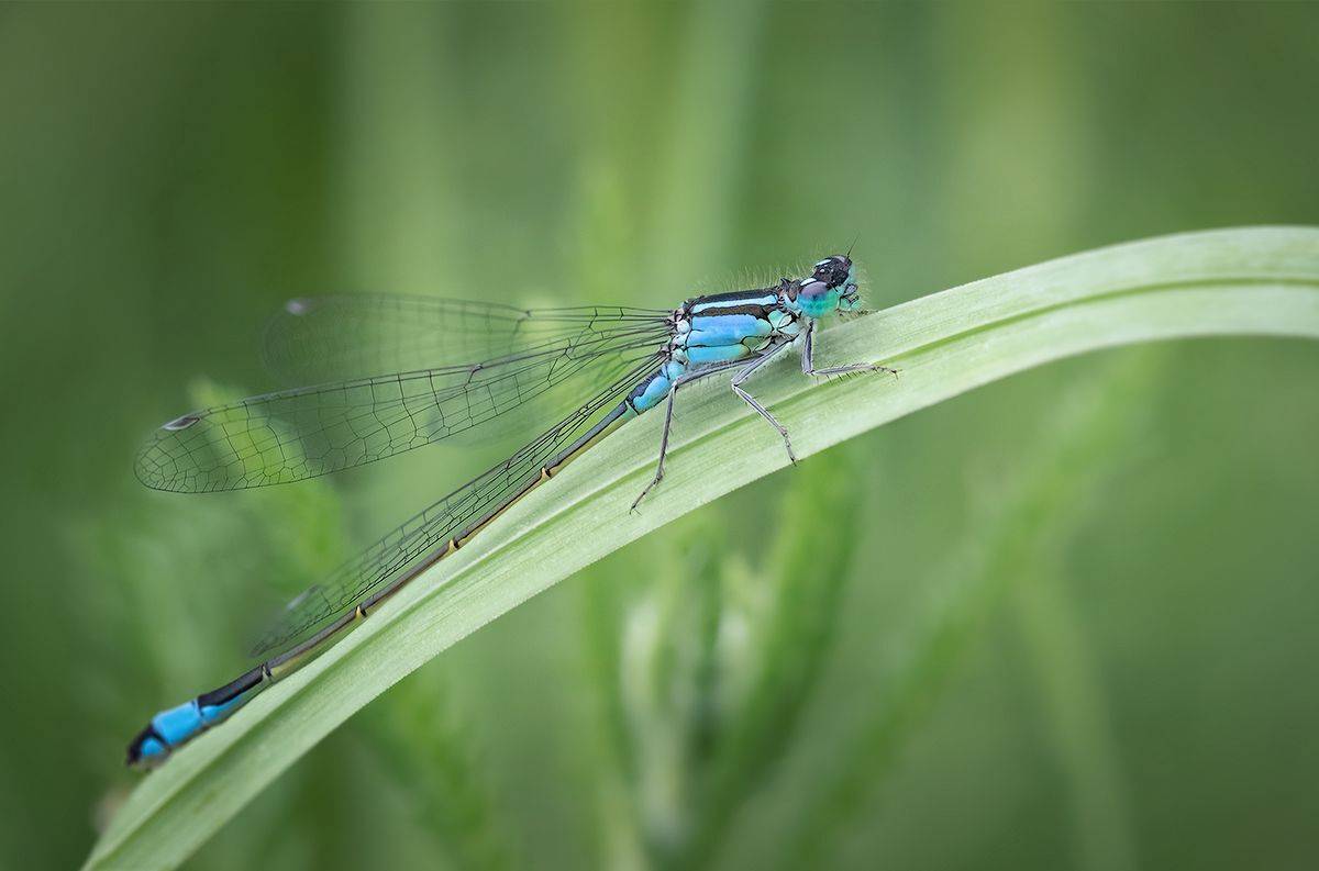 стрекоза, макро, насекомое, dragonfly, macro, insect,, Хилько Марина