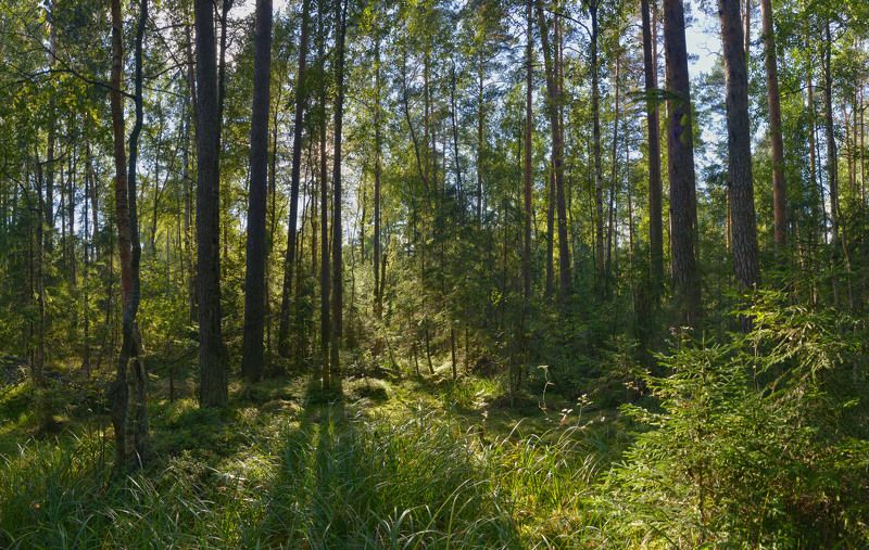 Солнечный лес фото превью