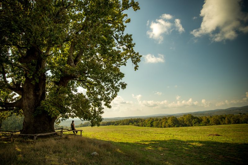Century-old oak in Strandja mountain фото превью