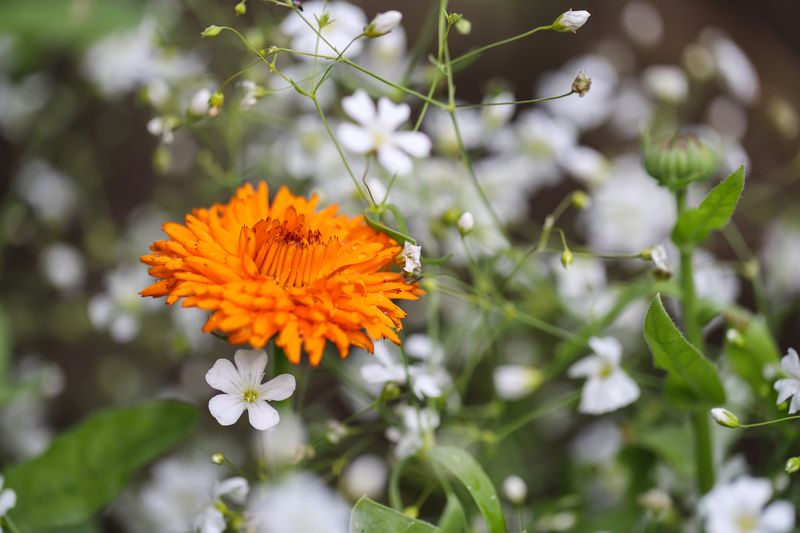 orange,  white, flowers, close-up, summer orange and white flowers фото превью