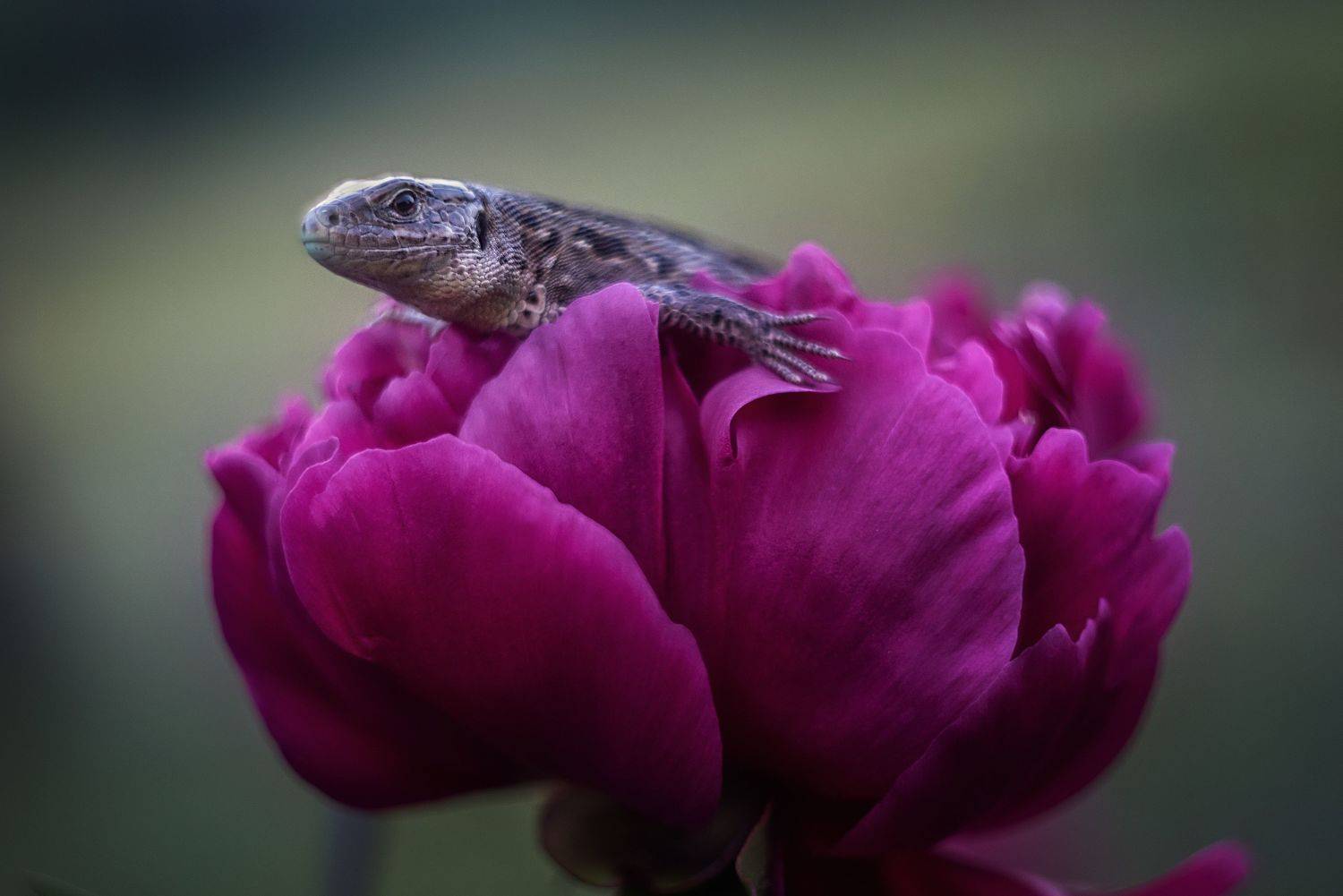 , Анастасия Думинская