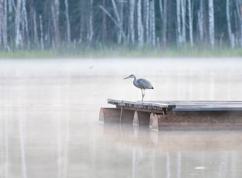 Цапля в тумане..