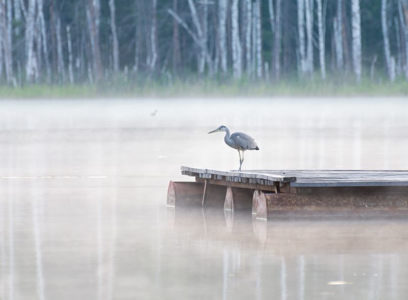птица, цапля, туман, озеро, утро, озеро, ленёво, Цапля в тумане.. фото превью
