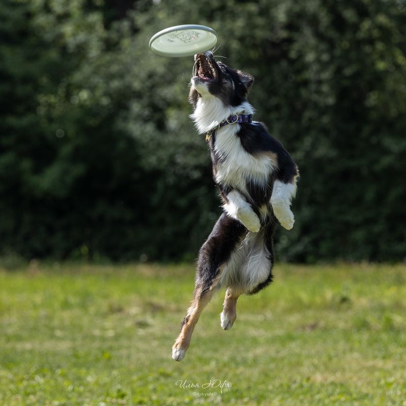 фризби,собаки,соревнования,discdog,dogfrisbee,dogsport,doglife,спортссобакой,спортивнаясобака,догфризби,человексобакедруг,dogtricks,sportdog,happydogs,догфризбиклубпетергоф,догфрисби  фото превью