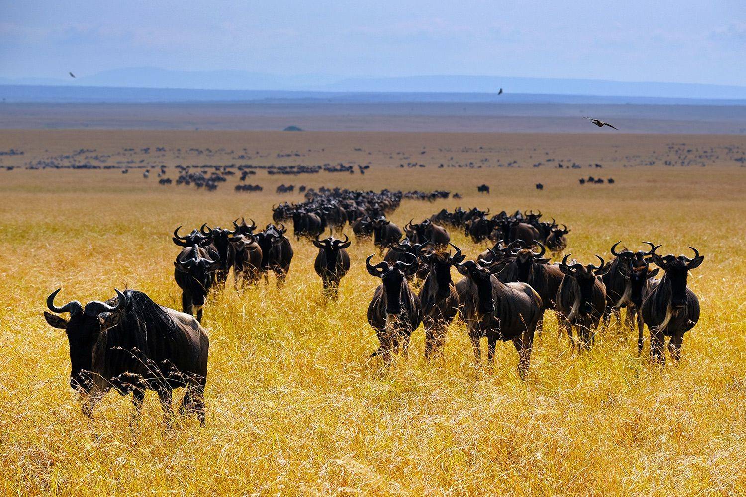 , Худзинская Ирина