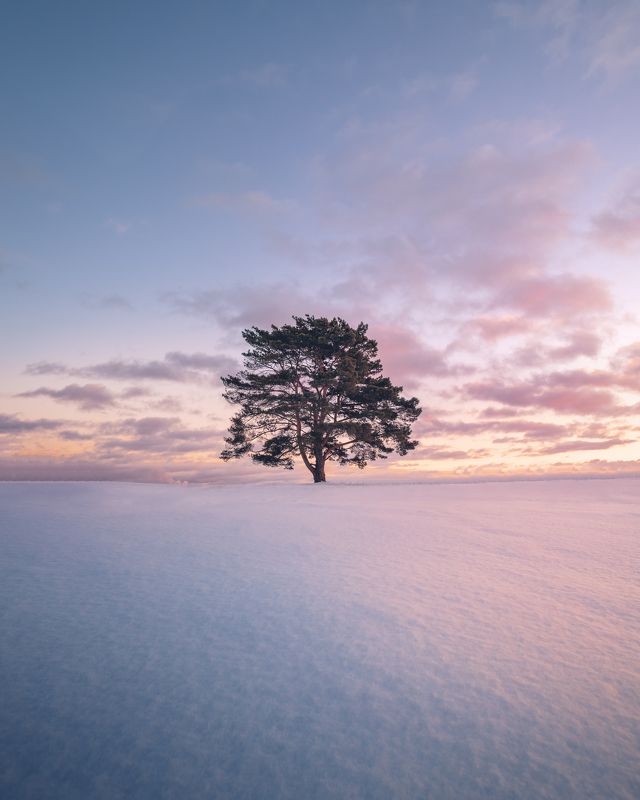 Одинокое дерево фото превью