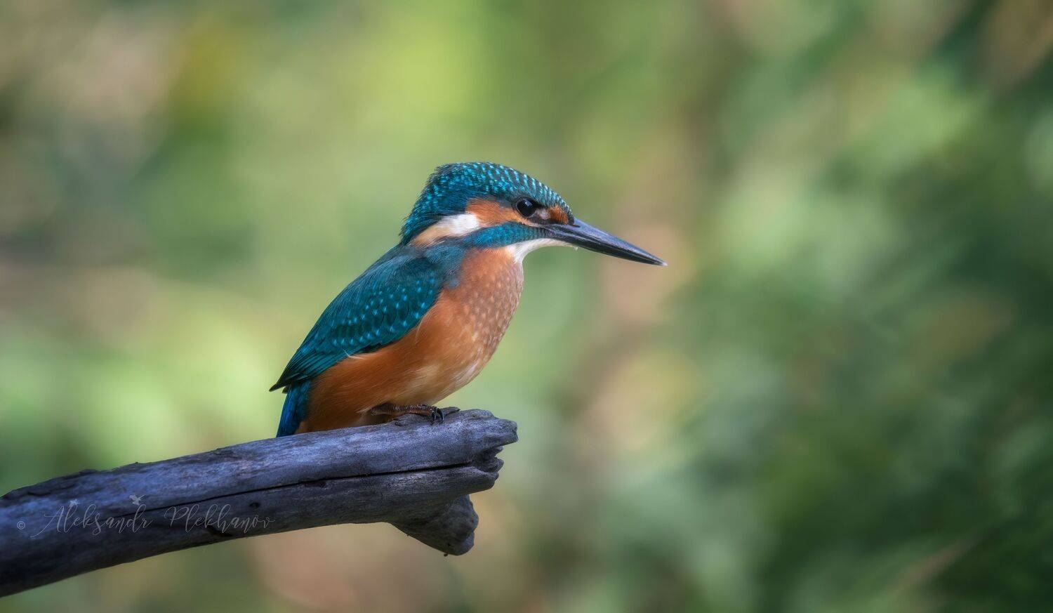 wildlife , kingfisher , island , зимородок, Плеханов Александр
