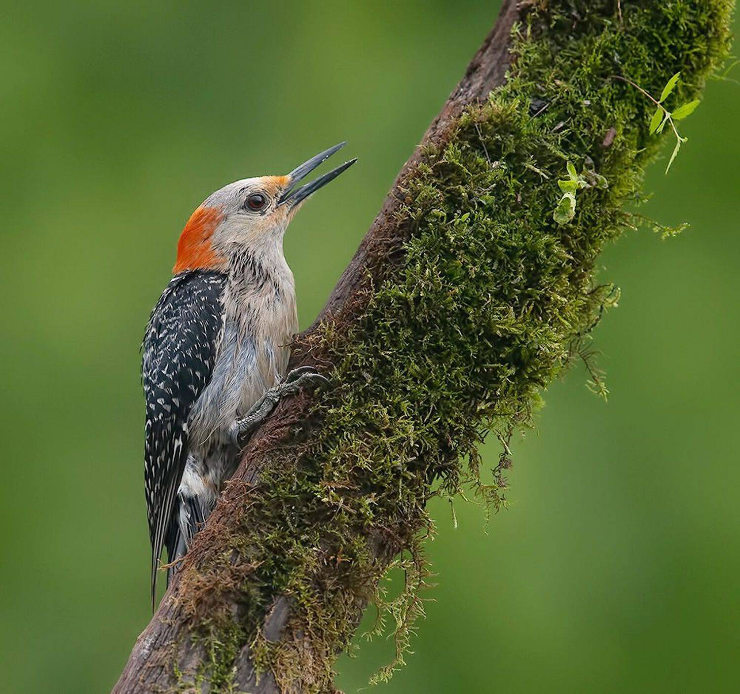 дятел, каролинский меланерпес, red-bellied woodpecker, woodpecker, Etkind Elizabeth
