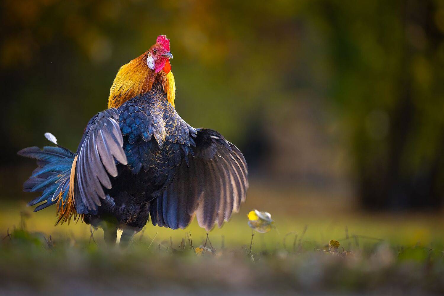 , Robert Adamec