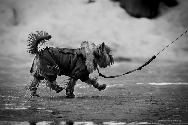 Левой-правой! Ать,два! (Ч\\б) фото превью