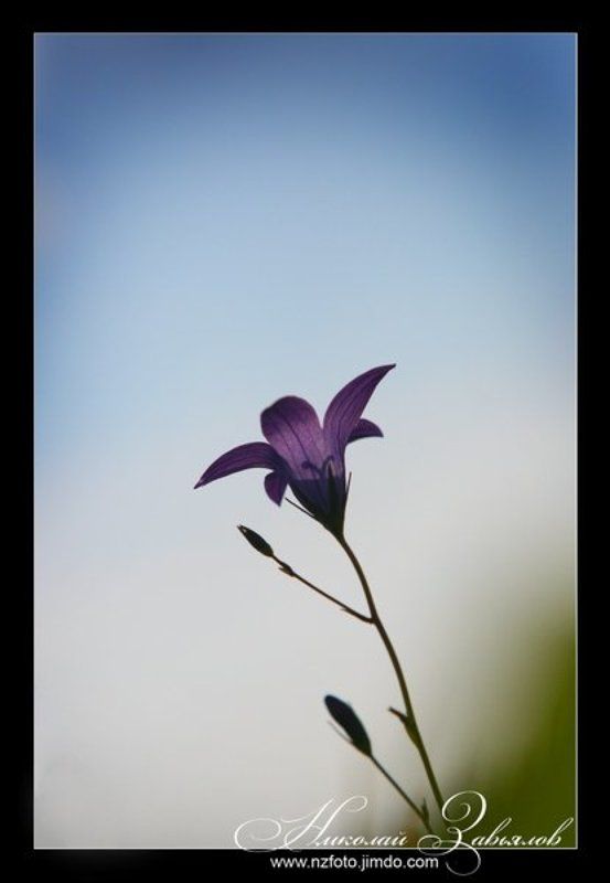 Цветочек... фото превью