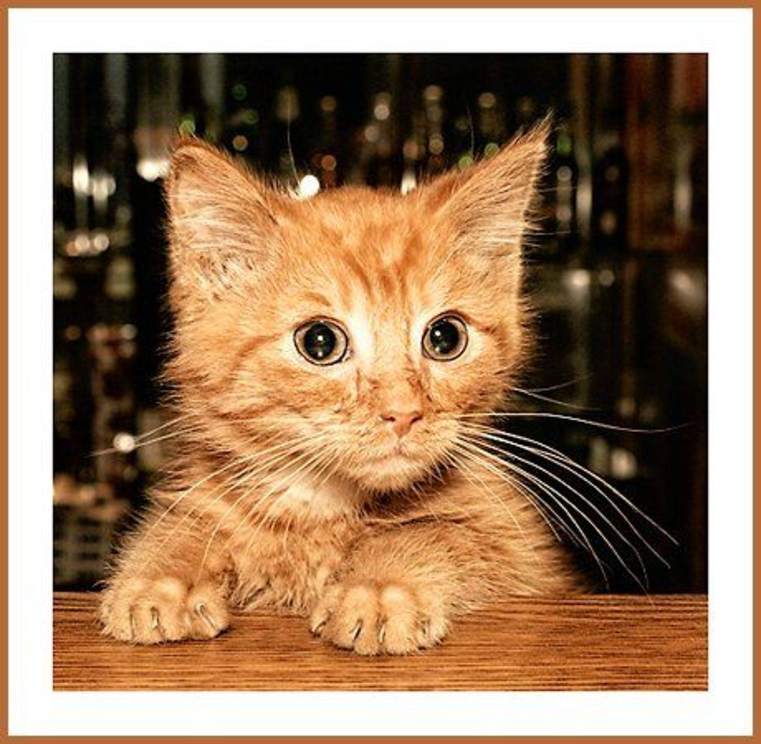 портрет, KIRILL KULIKOV(KARAKULEV)