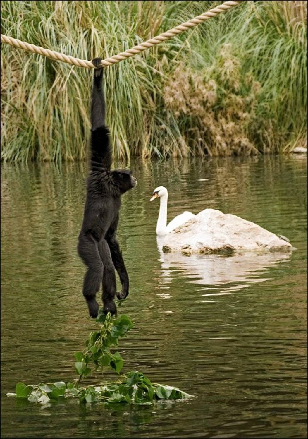 , Самолинов Андрей