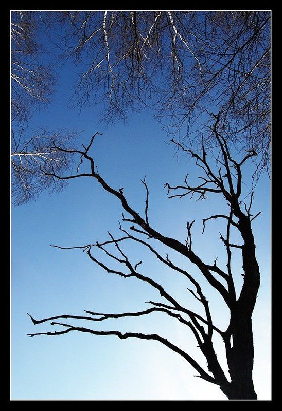 Силуэт фото превью