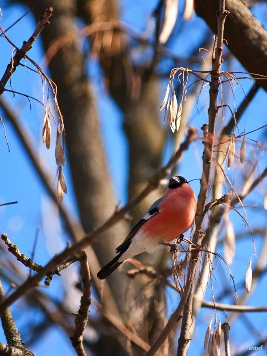 , Венцель Александр