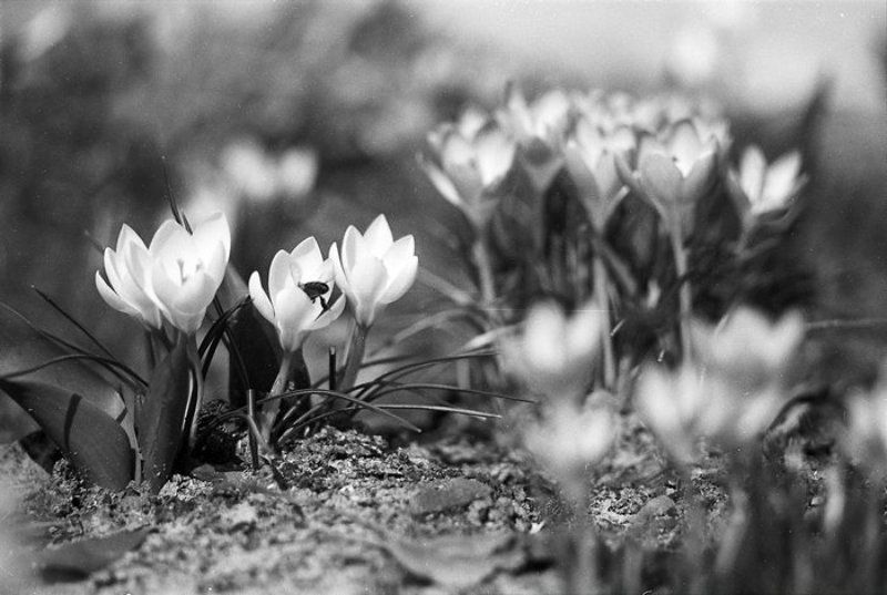 Первые цветы фото превью