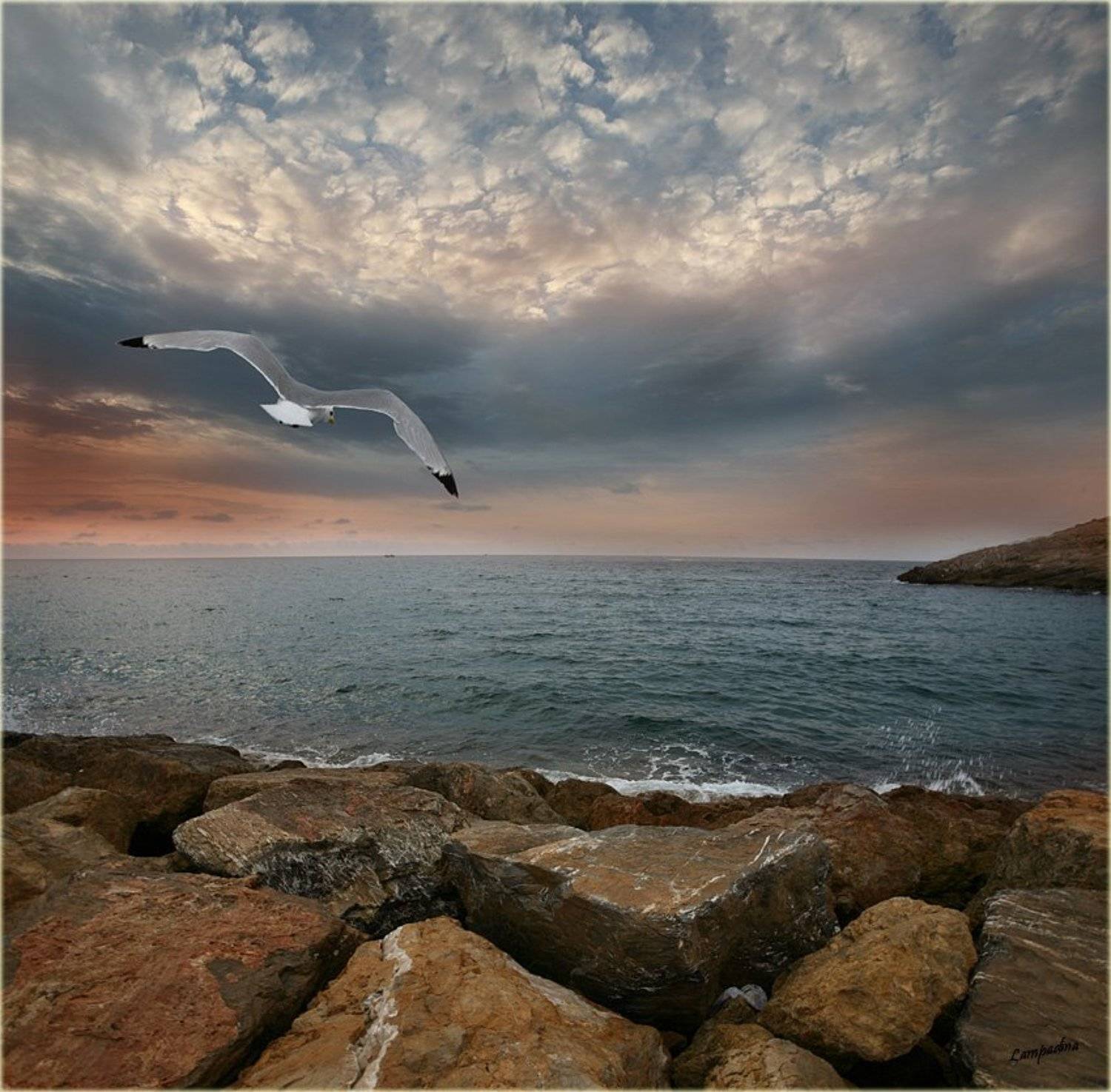 испания, рассвет, чайка, Lampadina (Svetlana Maximova)
