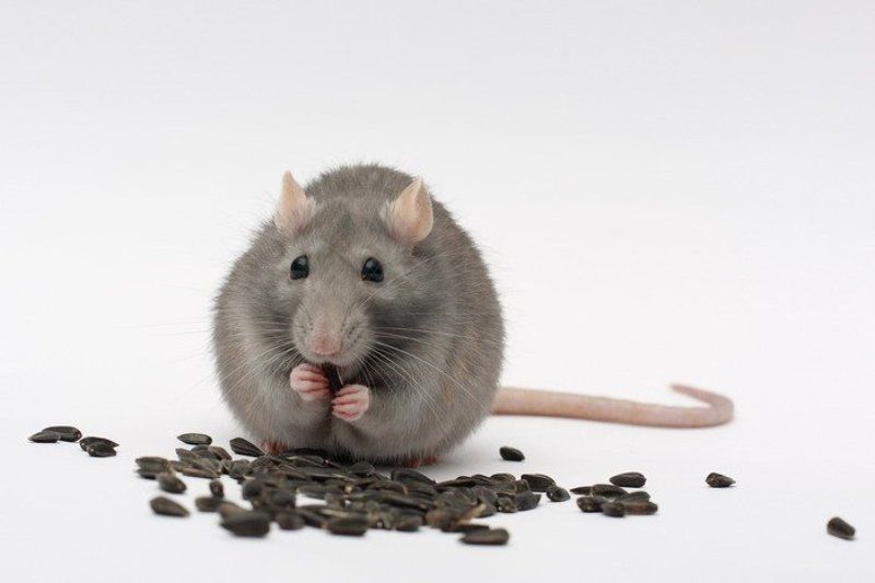 Ням-ням фото превью