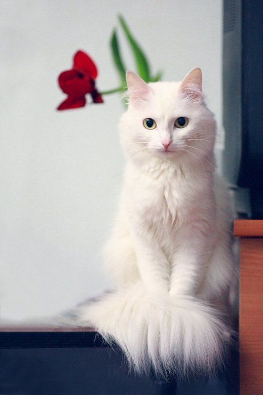 кошка ^.^ фото превью