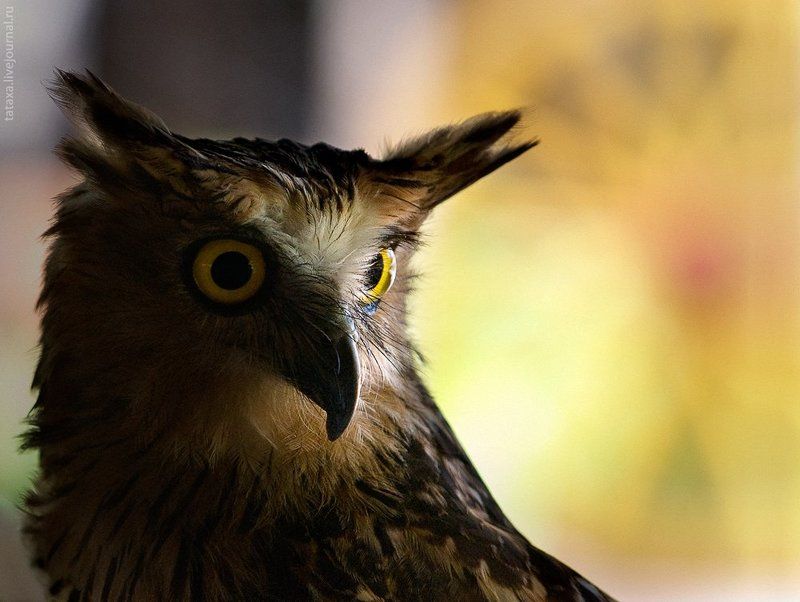 эти желтые глазищи фото превью