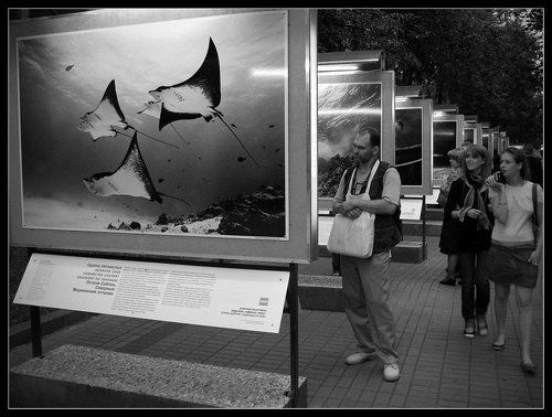 Наблюдатель