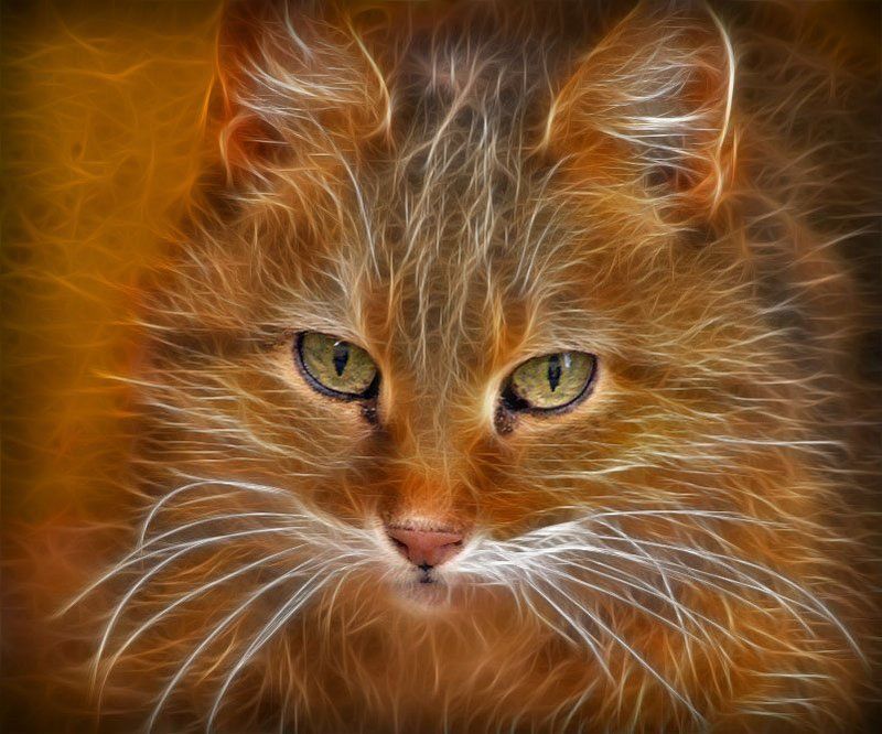 Котофото фото превью