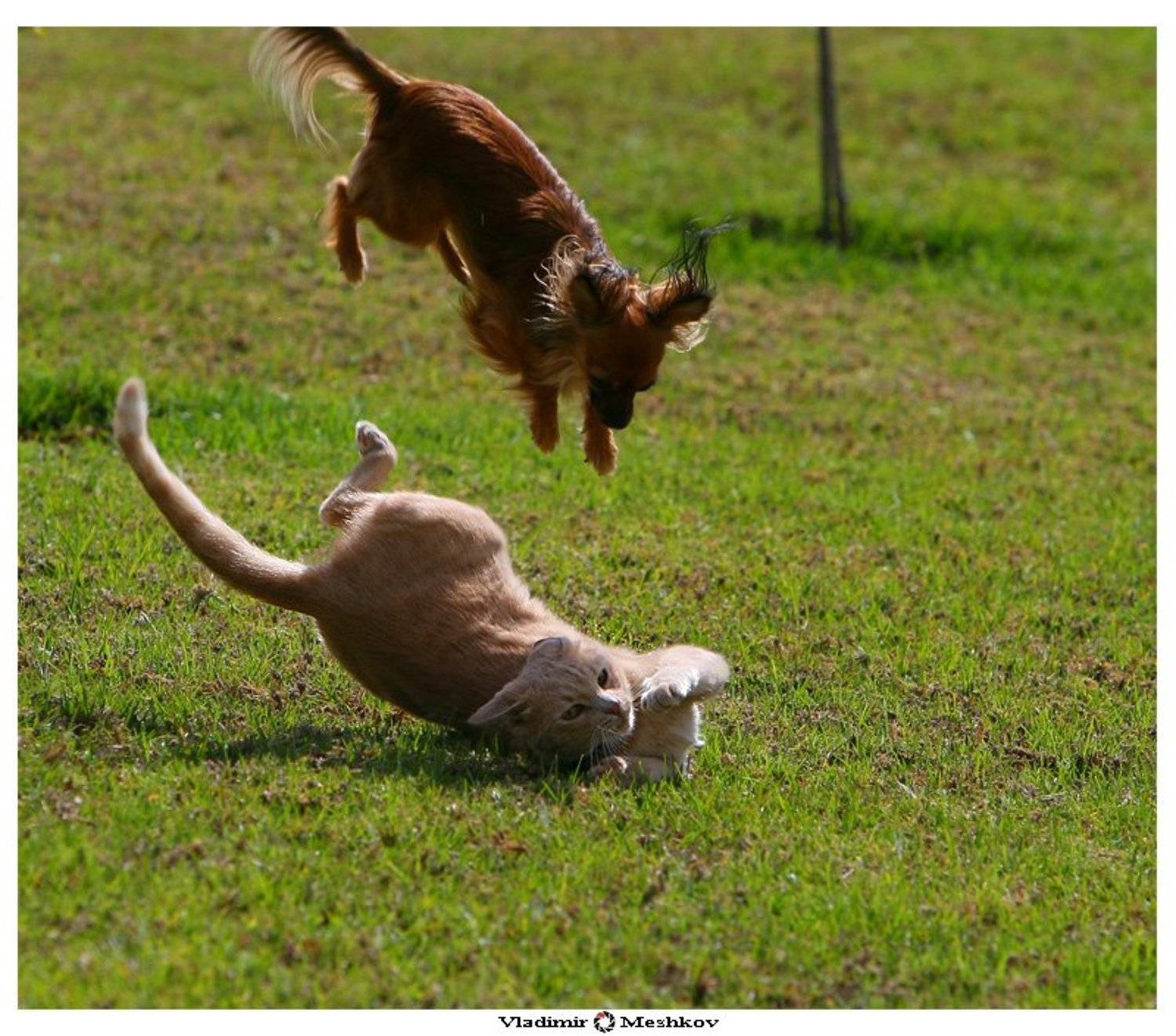 , Владимир Л. Мешков