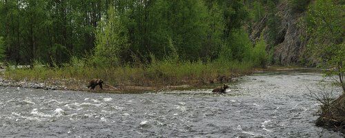 Медвежий островок