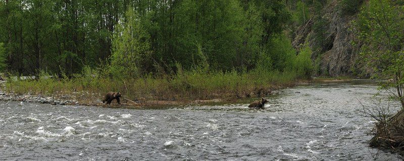 медведи Медвежий островок фото превью