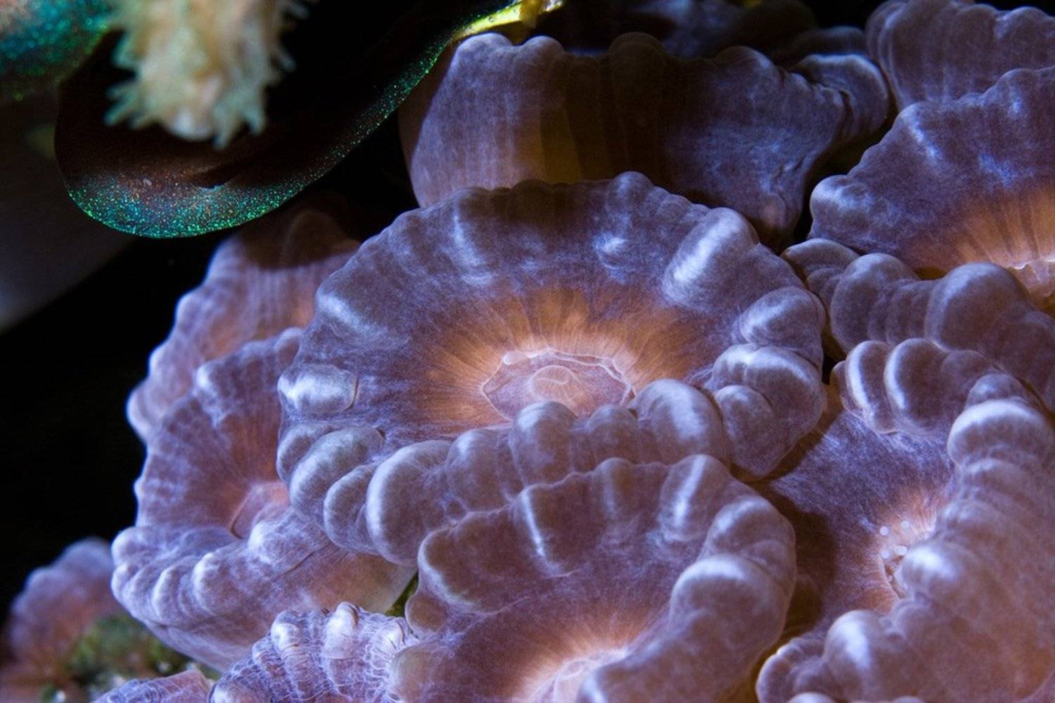 , Николай Строчков