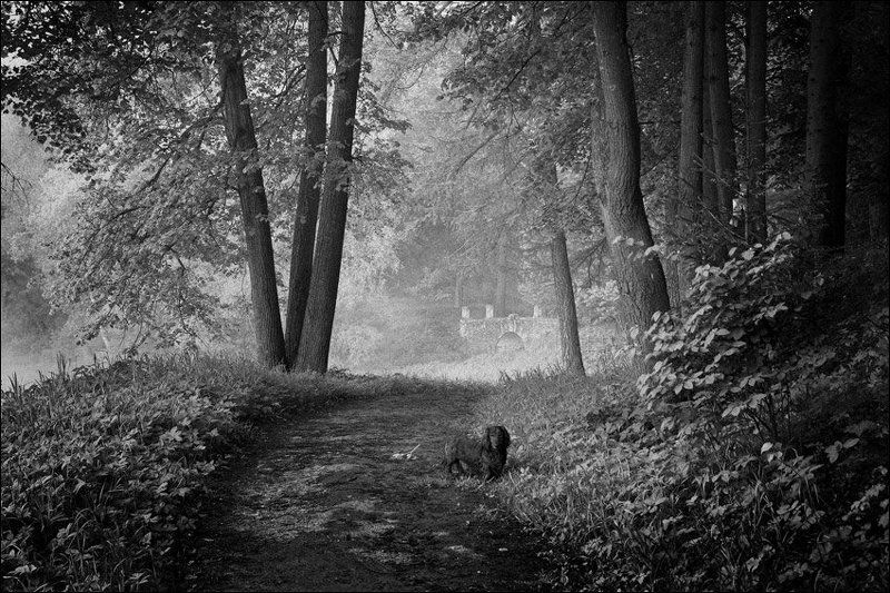 Летняя утренняя чб картинка с собакой на тропинке в Середниково фото превью