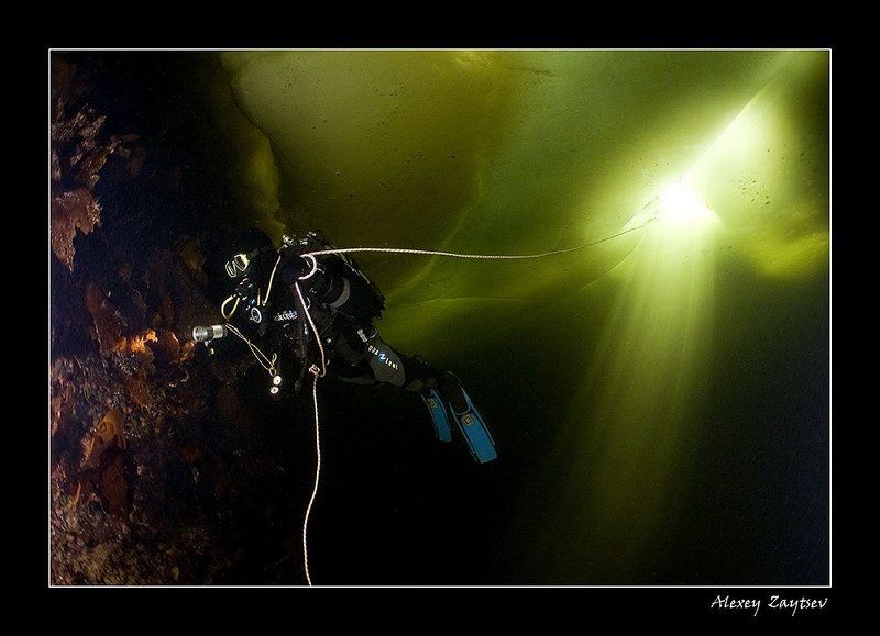 зайцев, обучение, подводной, фотографии, белое, море Сияние фото превью